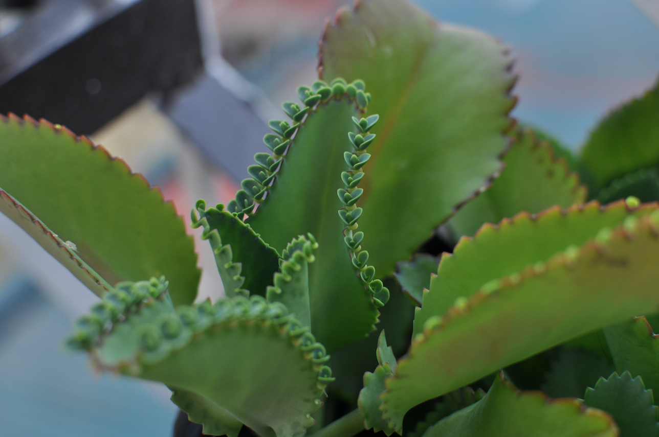 Low Light Succulents That Thrive Indoors - Succulents Pal